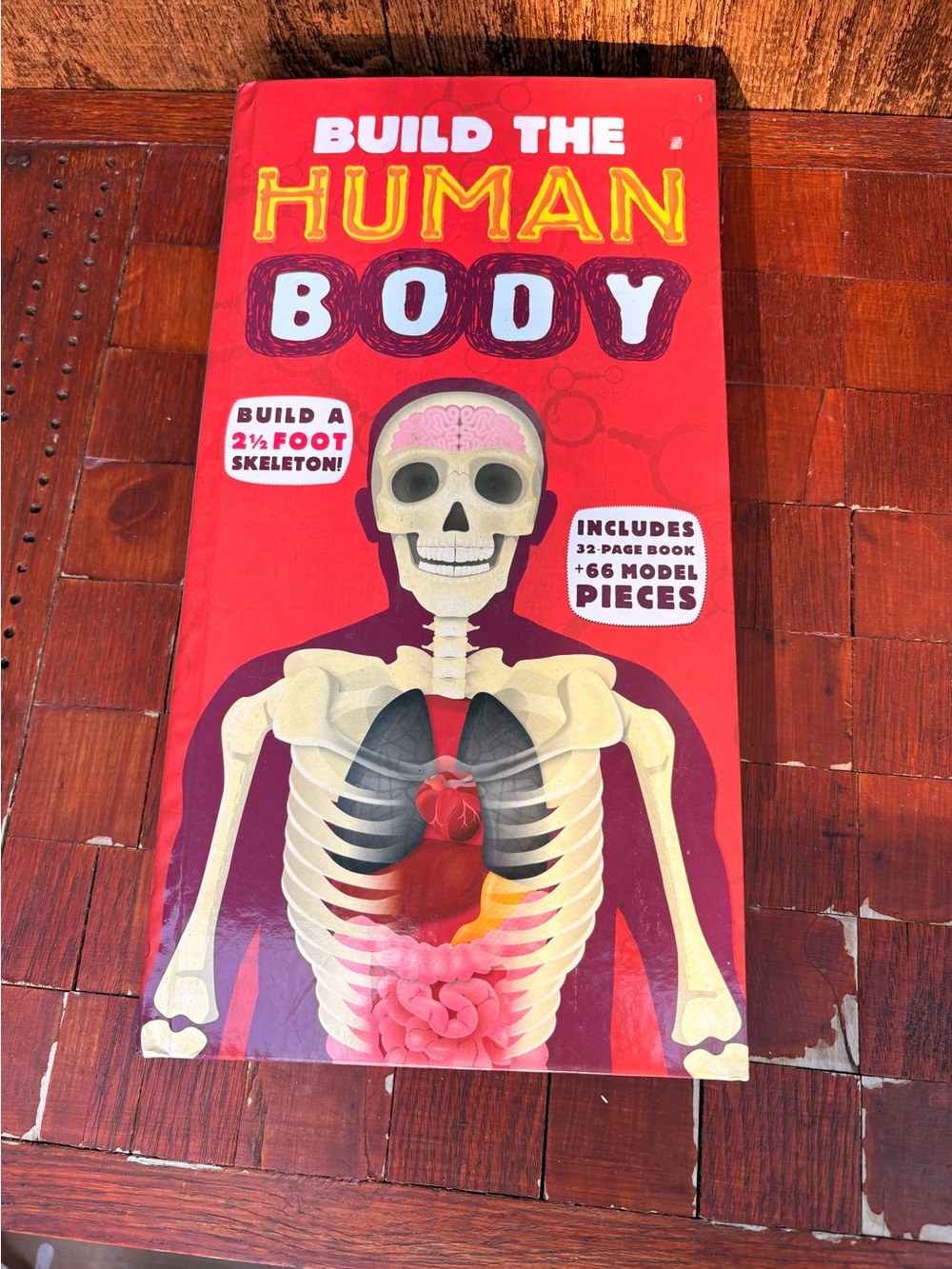 Build The Human Body Skeleton Kit